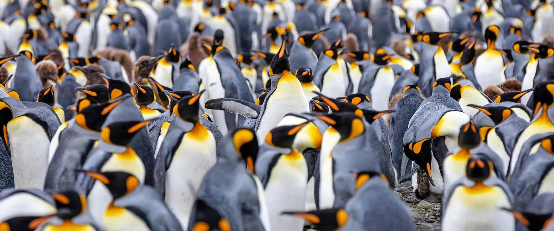 Penguin Antarctica